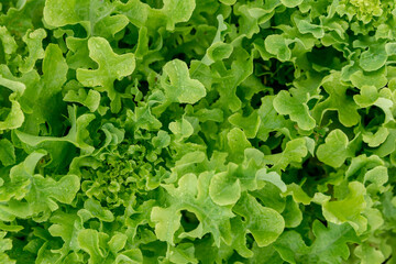 Fresh lettuce leaves.  Close up