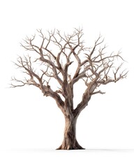 Obraz premium Dry tree isolated on white background