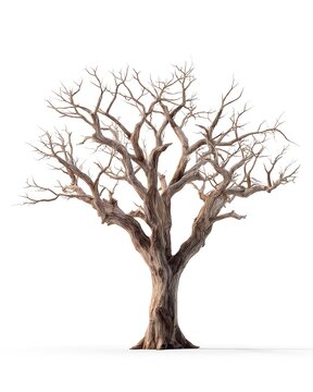 Dry tree isolated on white background