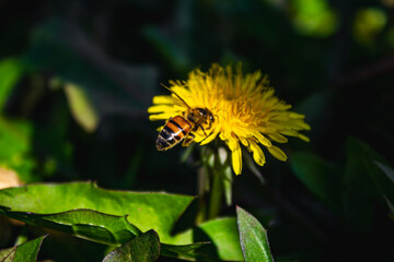 bee on dandelion