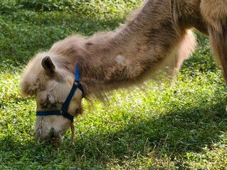 Camel Grazing in Lush Green Grass Field.