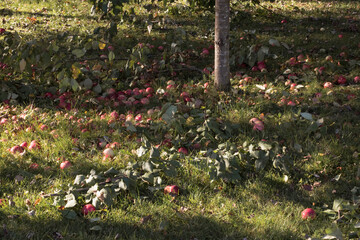 Apples and branches have fallen into the grass under the apple tree after a strong wind.