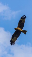 Naklejka premium Bird in Flight, Soaring Sky, Open Wings