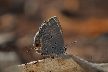 Closeup of a GreyishBlue Butterfly on a Leaf.