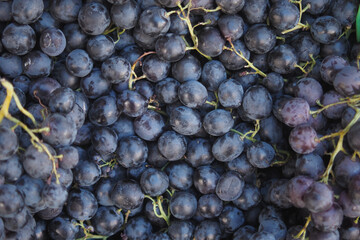 Freshly harvested black grapes ready for sale