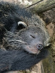 Close-up of a sleeping Binturong with closed eyes and furry texture.