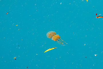 港の水面を泳ぐタコクラゲ（英名学名：Papuan jelly, Spotted jelly, Mastigias...