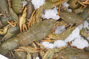 Fresh crayfish on ice ready for cooking at a market