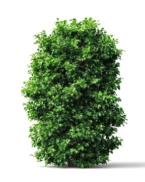 Bush isolated on white background