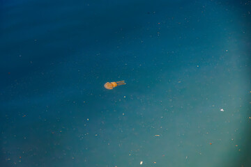 港の水面を泳ぐタコクラゲ（英名学名：Papuan jelly, Spotted jelly, Mastigias...