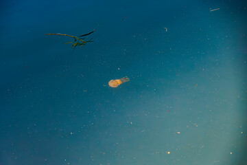 港の水面を泳ぐタコクラゲ（英名学名：Papuan jelly, Spotted jelly, Mastigias...
