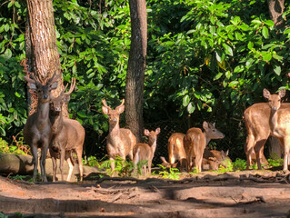 Herd of Deer Grazing in Lush Forest Sunlight.