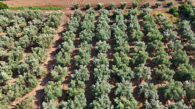 A stunning 4K aerial video of a large eucalyptus or olive tree plantation with the trees planted in perfect symmetrical rows creating a beautiful and organized agricultural landscape