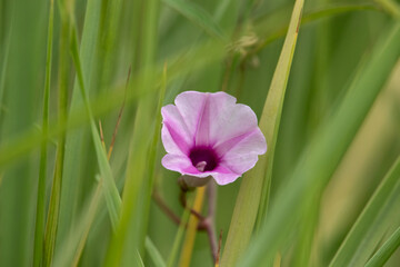 farmland flowers and plants