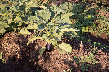 Aubergine vegetables in the farm