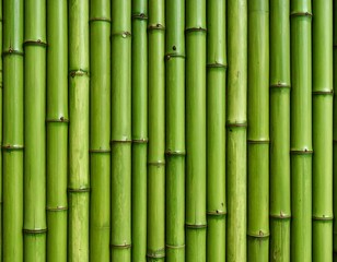 Fototapeta premium A vibrant wall of green bamboo stalks