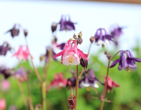 Close-up of pink and purple columbine flowers in a garden setting