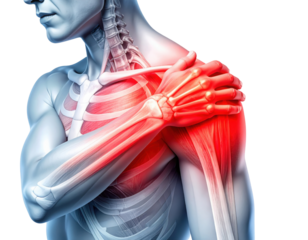 A human figure showing detailed musculature with a highlighted area indicating shoulder pain.