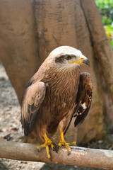Majestic Brown Eagle Perched on a Branch.
