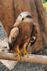 Majestic Brown Eagle Perched on a Branch in Sunlight.