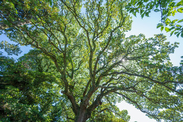 Obraz premium 境内に立つ北限の巨木タブノキの霊木