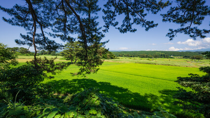 象潟駒留島から眺める九十九島