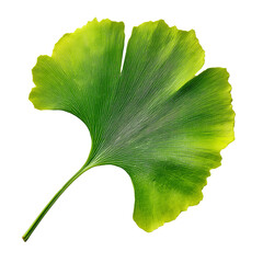Fototapeta premium Fresh ginkgo biloba leaf, botanical close-up with vivid green and yellow tones, isolated with transparent background