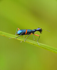 The tiger beetle (Neocollyris sp.) is a slender, fast-moving insect known for its metallic sheen and long legs. It is an agile predator with strong mandibles used to catch small insects