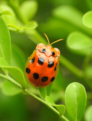 The tortoise-shell beetle is a small insect known for its rounded, dome-shaped body that resembles a turtle’s shell