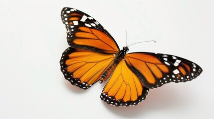 Obraz premium A Butterfly on a White Background