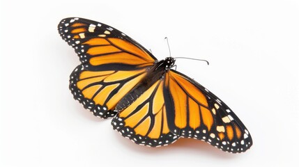 Fototapeta premium A Butterfly on a White Background