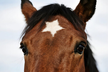 Beautiful brown horse with white star marking on forehead, standing alert with bright eyes and sleek black mane on pure white background.