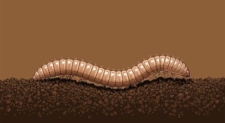 Obraz premium Compost worm crawling through rich soil aerating the earth and enriching the substrate vital for decomposition supporting ecological balance and soil health for gardening enthusiasts.