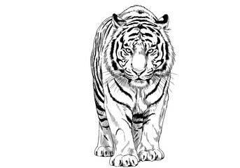 Naklejka premium Line Art Illustration: Bengal Tiger isolated on transparent background