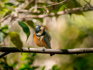 枝にとまるヤマガラ