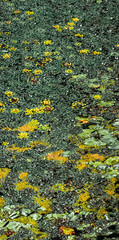 Lilies pads and duckweed forming a colorful natural pattern on pond
