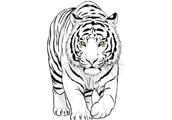 Obraz premium Majestic White Tiger Line Art: Powerful Animal Illustration isolated on transparent background