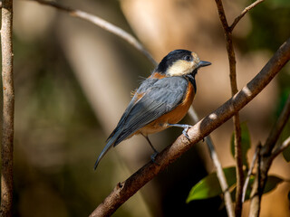 枝にとまるヤマガラ