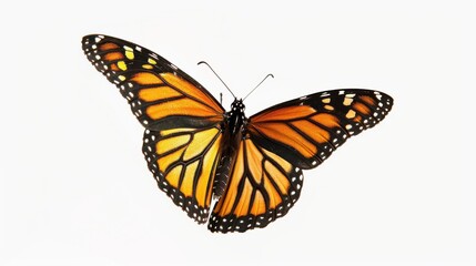 Naklejka premium A Butterfly on a White Background