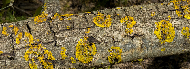 Common orange lichen growing on fallen tree trunk