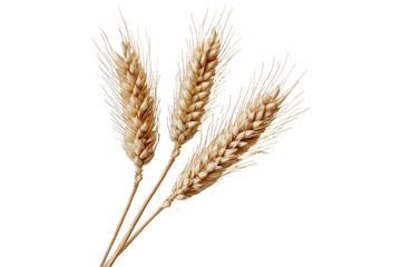 Close-up of three wheat stalks.  Light tan color,  spiky heads,  isolated on black