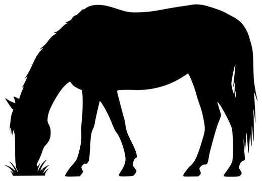 Horse runs quickly and plays with foal in open field gallops elegantly - Powered by Adobe