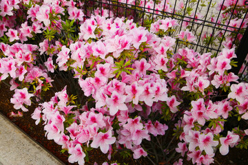 Pink azaleas bloom beautifully along a fence in Tokyo. Japan
