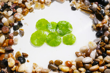 Fresh gotu kola leaves with pebbles.