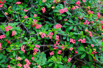 Bright pink flowers of the Crown of Thorns plant blooming among green leaves and thorny stems.