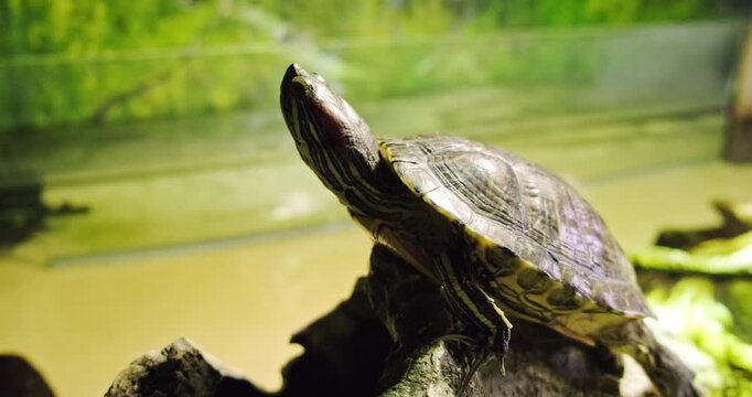 Close up of red eared slider turtle resting on rock inside aquarium, head raised towards light, showing detailed shell and skin texture with blurred green and yellow background, nature concept.