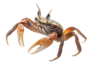 crab on white background