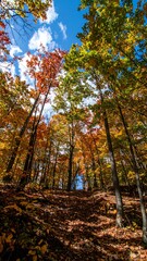 Fototapeta premium Autumn forest canopy (1)