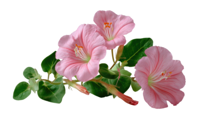 Pink Blossoms: A vibrant display of pink blooms gracefully adorns the scene, with delicate petals and lush green leaves, capturing the serene beauty of nature.