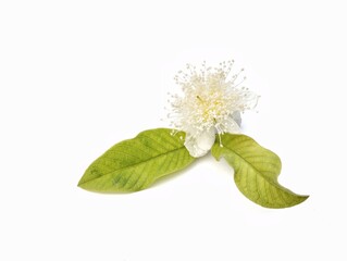 Guava leaves and flower isolated on white background	
